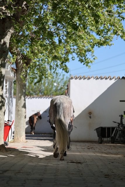 Instalación externa Club Hipico Somosaguas Pozuelo Madrid caballos equitación