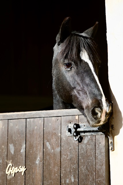 Caballo Club Hipico Somosaguas Pozuelo Madrid ejemplar equitación
